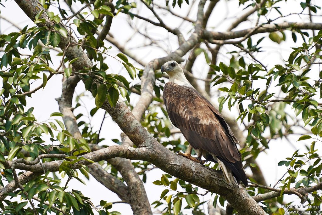 White-bellied Sea Eagle