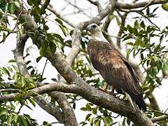 White-bellied Sea Eagle