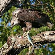 Madagascan Fish Eagle