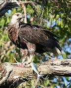 Madagascar Fish Eagle