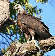 Madagascan Fish Eagle