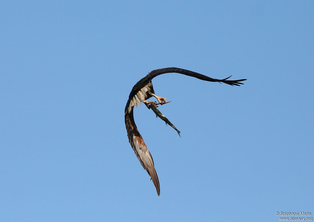 Pygargue de Madagascar