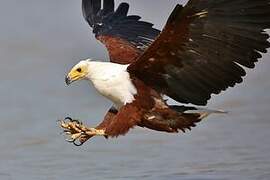 African Fish Eagle