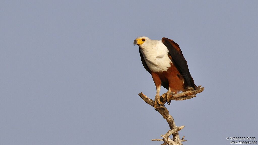 African Fish Eagle