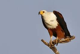 African Fish Eagle