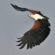 African Fish Eagle