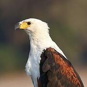 African Fish Eagle