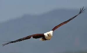 African Fish Eagle