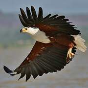 African Fish Eagle