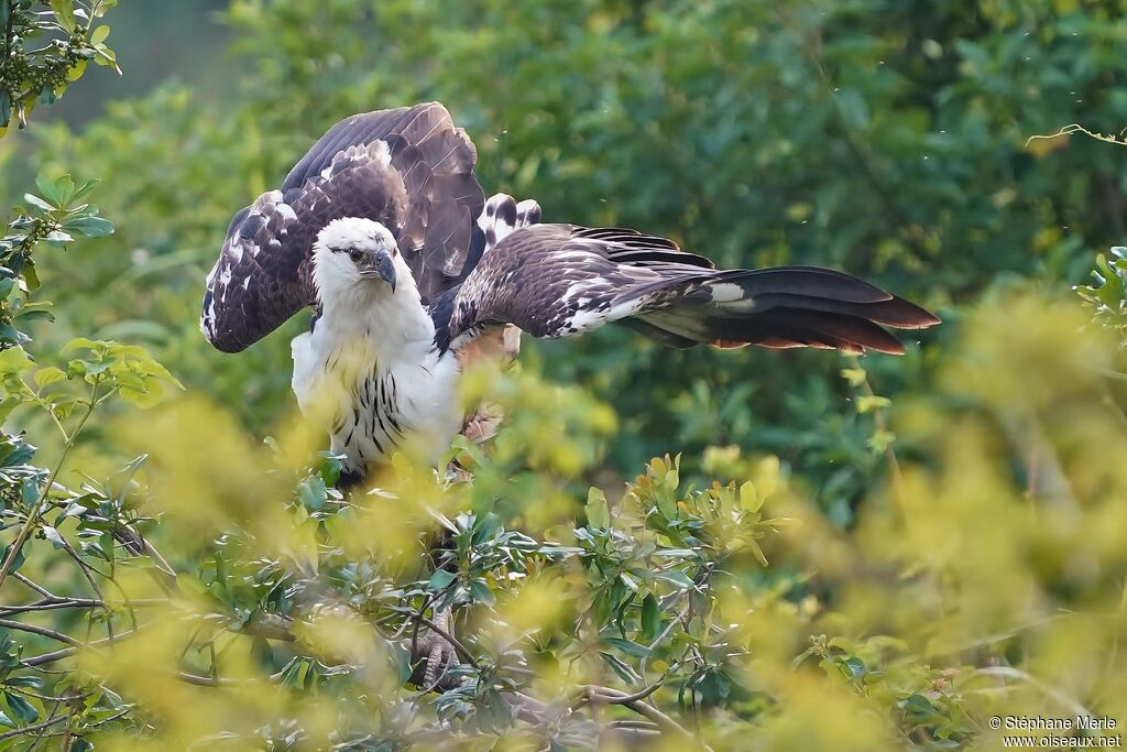 African Fish Eagleimmature