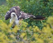 African Fish Eagle