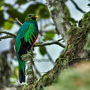 Golden-headed Quetzal