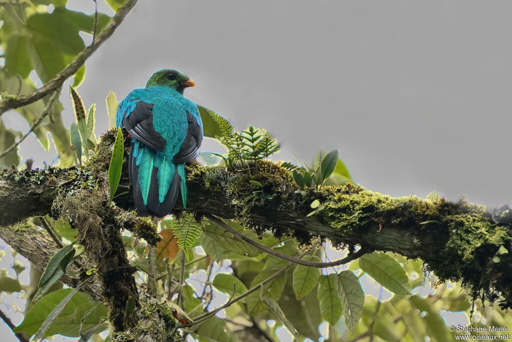 Quetzal doréadulte