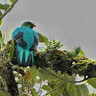 Quetzal doré