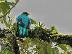 Quetzal doré