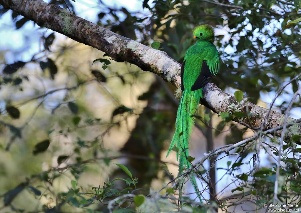 Quetzal resplendissant mâle adulte nuptial