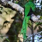 Quetzal resplendissant