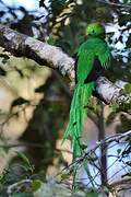 Quetzal resplendissant