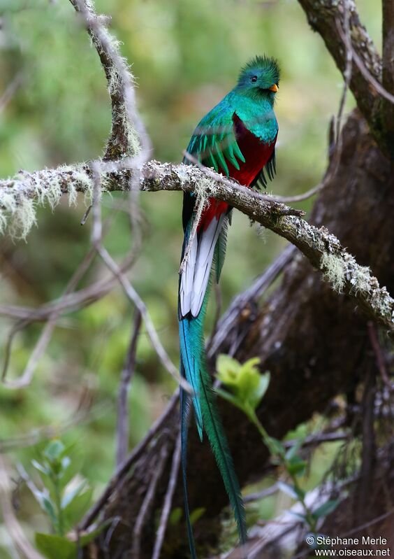 Quetzal resplendissant mâle adulte nuptial