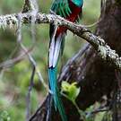 Quetzal resplendissant
