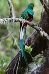 Quetzal resplendissant