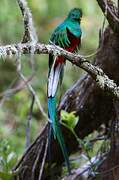 Resplendent Quetzal