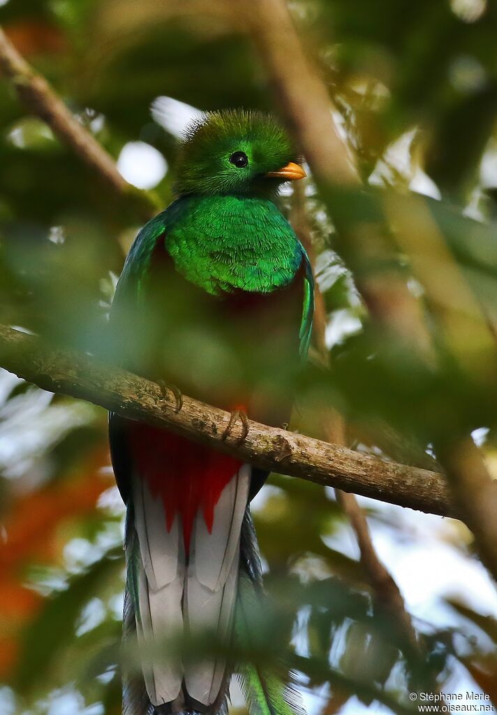 Quetzal resplendissant mâle adulte