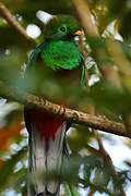 Quetzal resplendissant