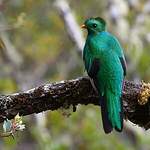 Quetzal resplendissant