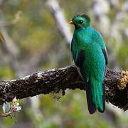 Quetzal resplendissant