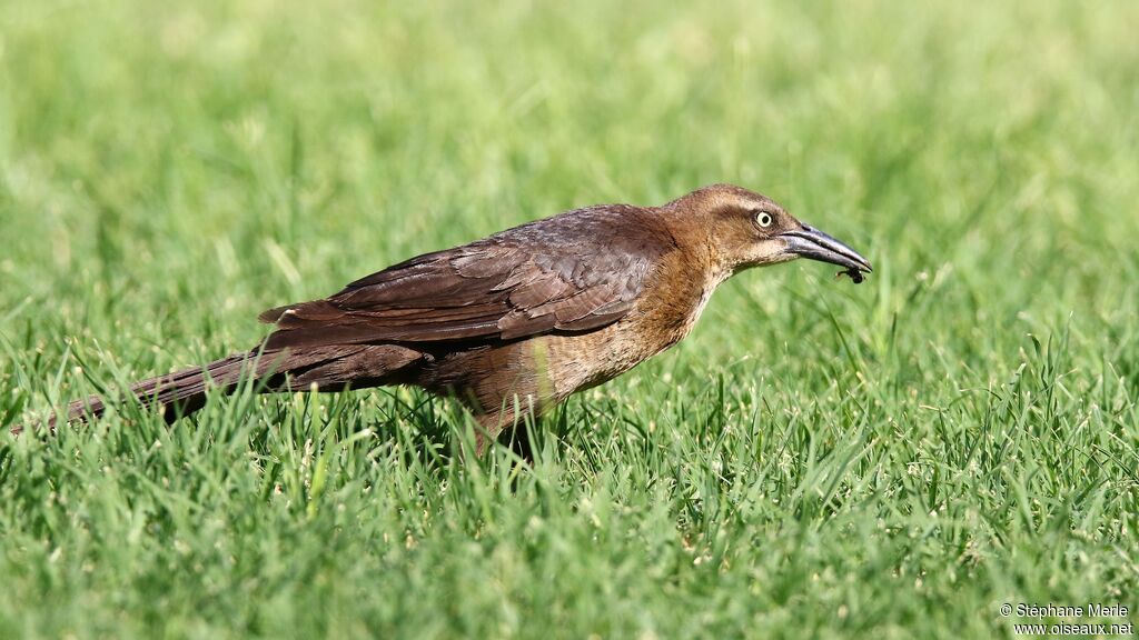 Great-tailed Grackle female adult