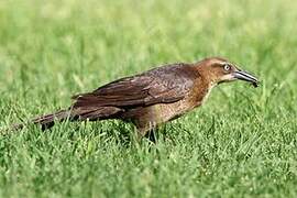 Great-tailed Grackle