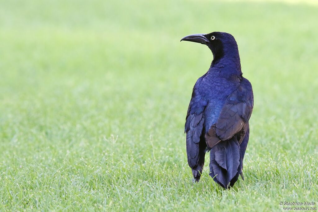 Great-tailed Grackle male adult