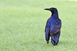 Great-tailed Grackle