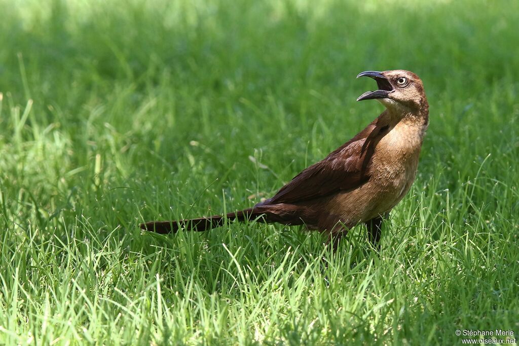 Great-tailed Grackle female adult