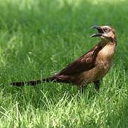 Great-tailed Grackle