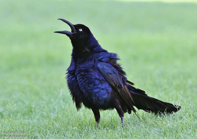 Great-tailed Grackle male adult, Behaviour