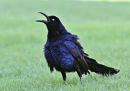 Great-tailed Grackle