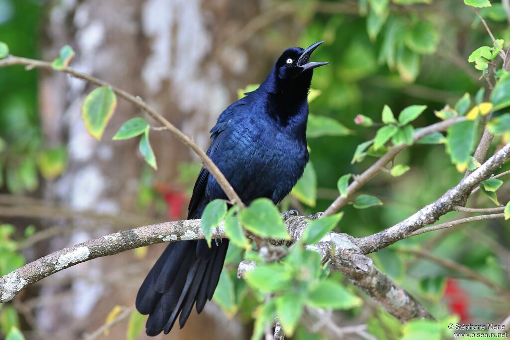 Great-tailed Grackle male adult