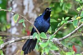 Great-tailed Grackle