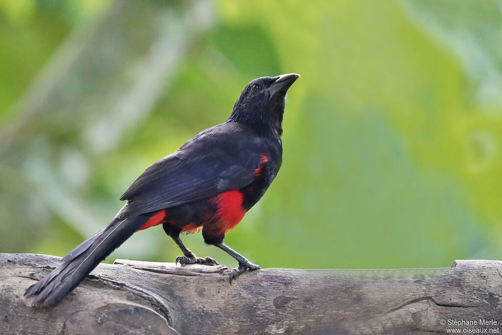 Red-bellied Grackleadult