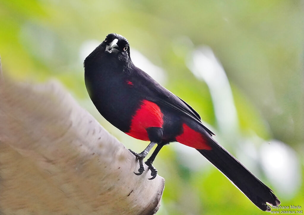 Red-bellied Grackle