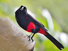 Red-bellied Grackle