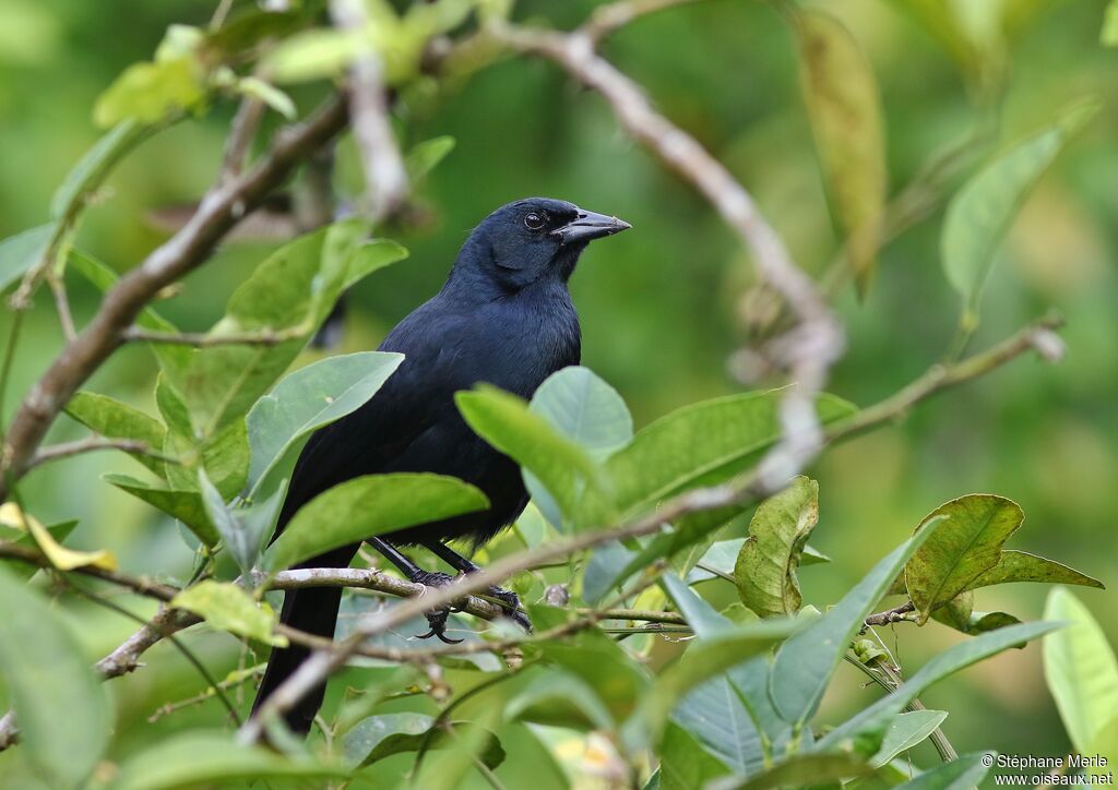 Quiscale chanteuradulte