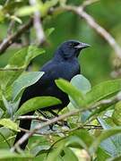 Melodious Blackbird