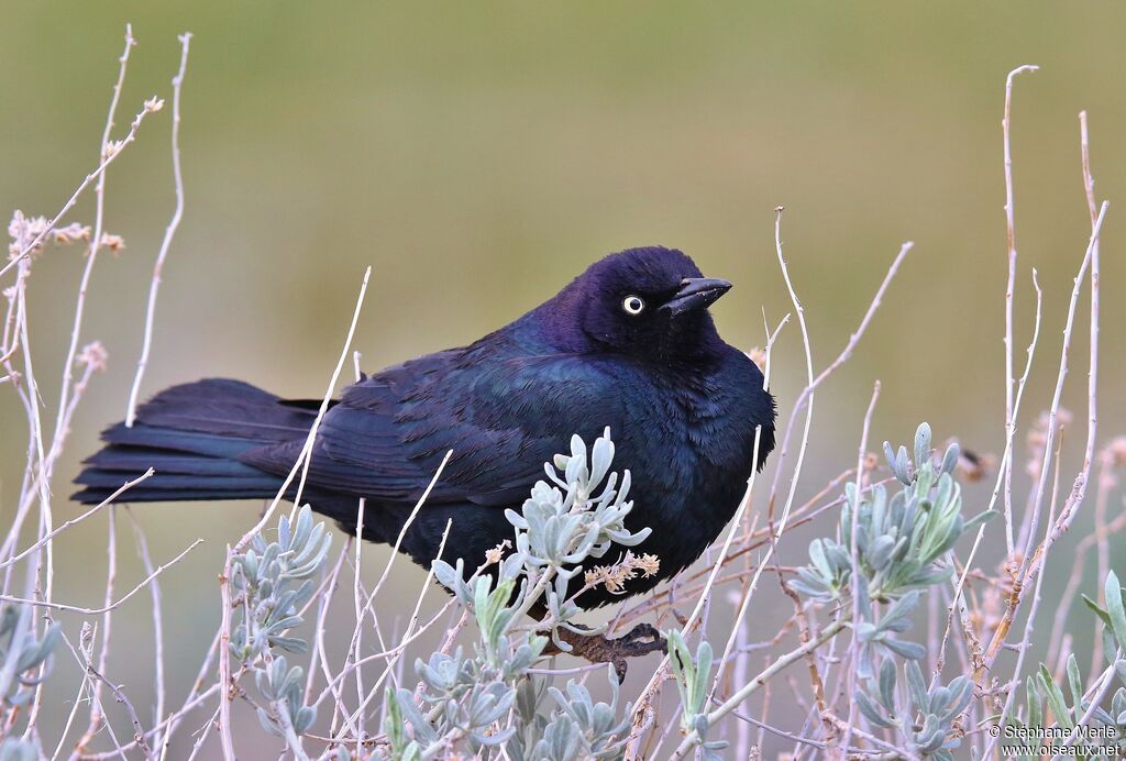 Brewer's Blackbird male adult