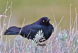 Brewer's Blackbird