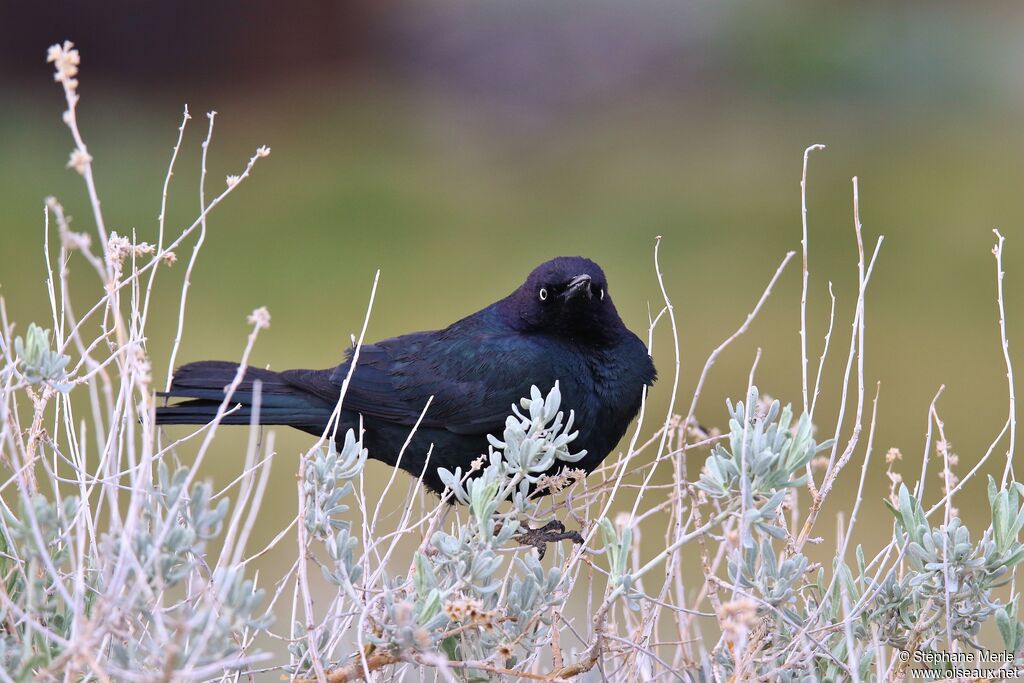 Brewer's Blackbird male