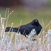 Brewer's Blackbird