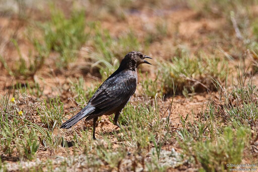 Brewer's Blackbird female